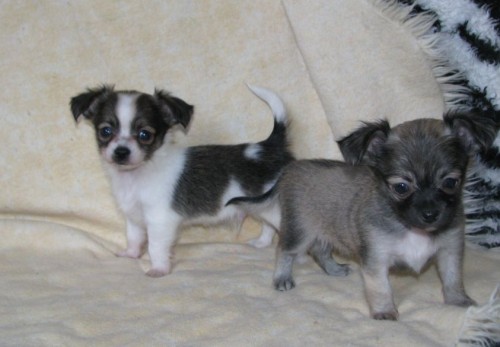 �ivava dlouhosrst� 