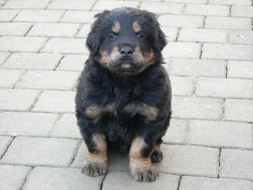 Prod�m �t�n� Hovawarta