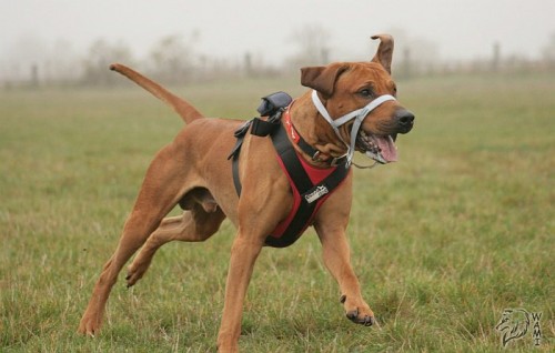 Nab�z�m ke kryt�