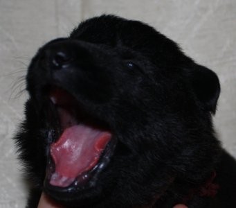 N�meck� ov��k-