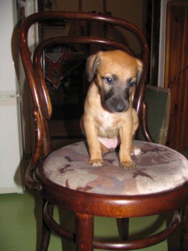 �t�n'�tka  whippet� s PP