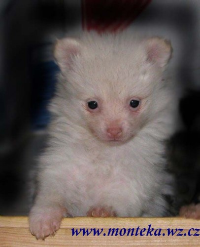 n�meck� �pic mal�