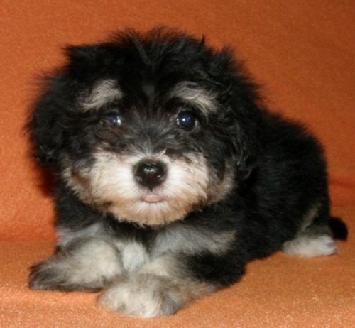 Havansk� bi�onek