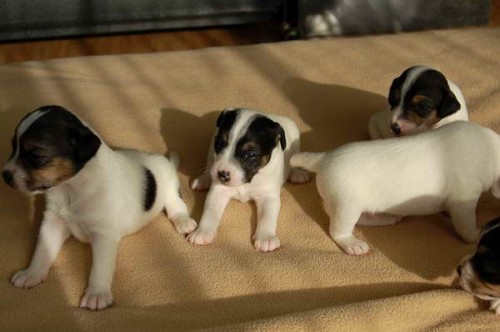 Parson Russell teri�r a Irsk� vlkodav