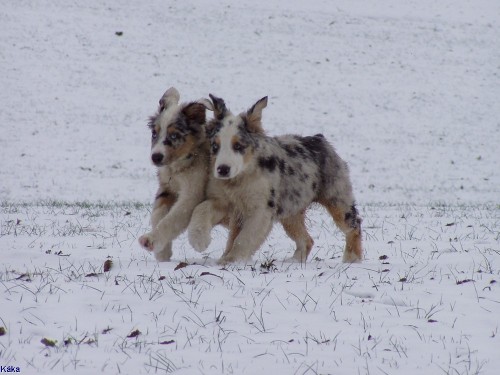 Australsk� ov��k