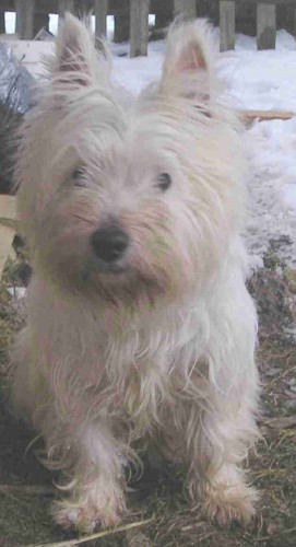 Daruji fenku west�ka