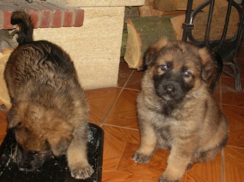 N�meck� ov��k - vlko�ed� �t��ata s PP