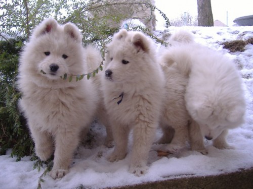 Samojed �t���tka fenky s PP