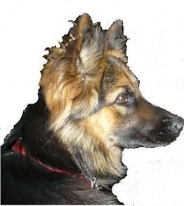 Nab�dka �t���tek chodsk�ho psa