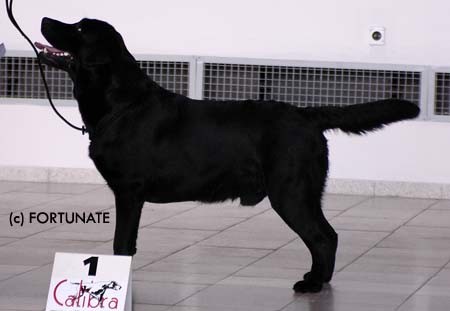NAB�DKA KRYT�-LABRADORSK� RETRIEVER s PP