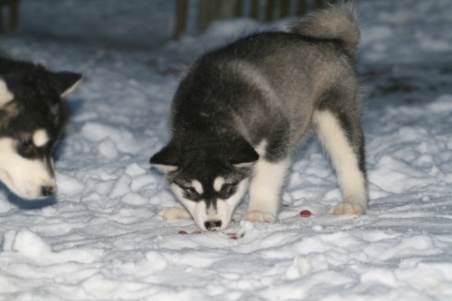 Alja�sk� malamut fenka