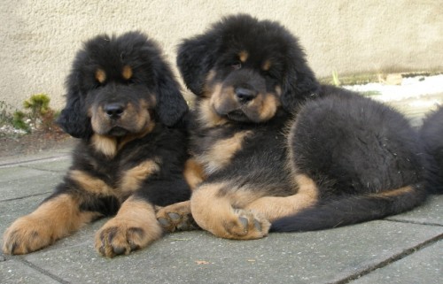 Tibetsk� doga s PP