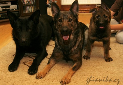 N�meck� ov��k tmav�vlko�ed� �t��ata s PP