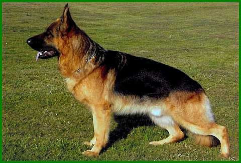 N�meck� ov��k - �t��ata s PP