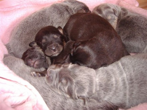 �t���tka Tibetsk� dogy