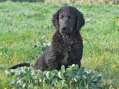 CHS BOHEMIAN ARISTON p�ij�m� z�znamy na �t���tka 