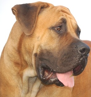 boerboel - kryt� 