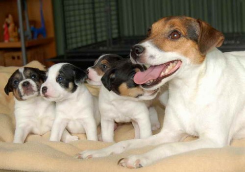 Parson Russell teri�r a Irsk� vlkodav