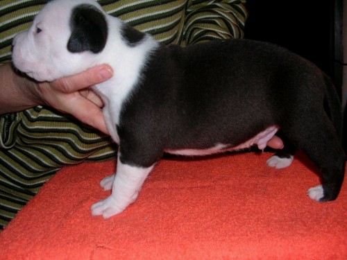 Americky stafordsirsky terier- �T�NATA