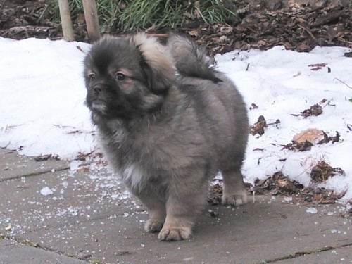 tibetsk� �pan�l  - �t��ata s PP