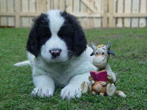 Landseer z letohradsk�ho ran�e