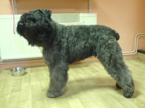 Zad�m �t��ata flandersk�ho bouviera