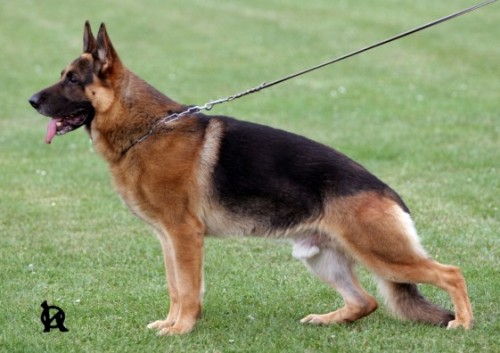 N�meck� ov��k �t��ata s PP, �ern� se znaky (REX)