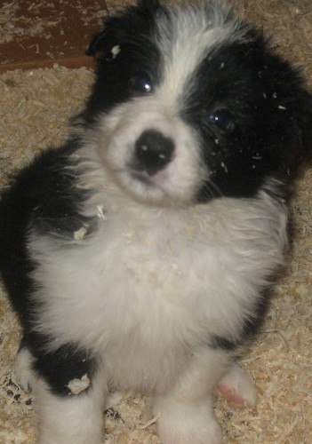 Prodam �t�nata Border kolie