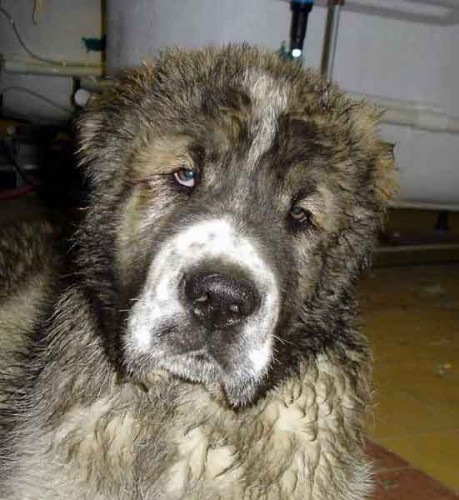 St�edoasijsk� pasteveck� pes s PP - Kryt� v Loty�sku