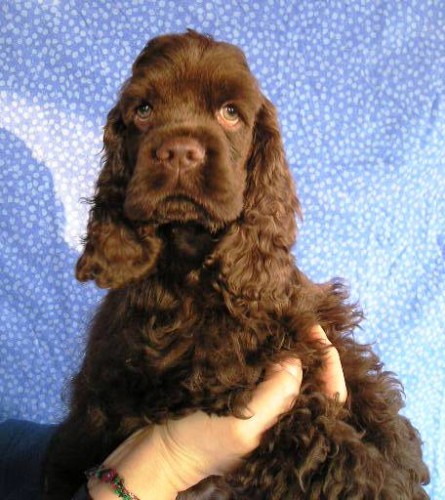 Americk� kokr�pan�l -�t���tka s p.p.