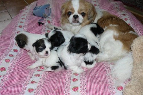 Prod�m �t�n�tkaJapan-chin bez PP