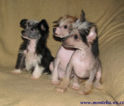 ��nsk� chocholat� pes 