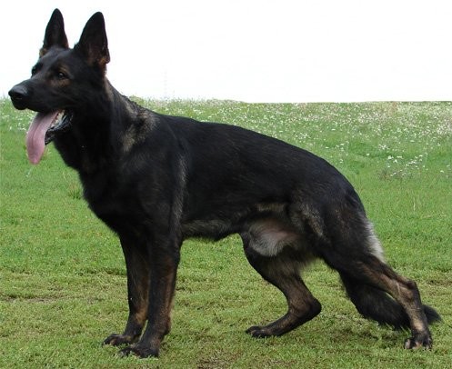 Nab�dka kryt� pracovn�m psem NO