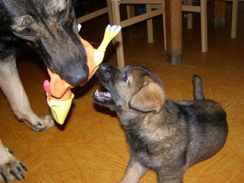 N�meck� ov��k  - �t��ata