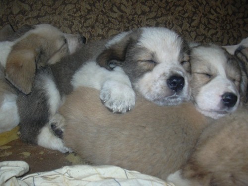 Prod�m �t��ata st�edoasijsk�ho pasteveck�ho  psa