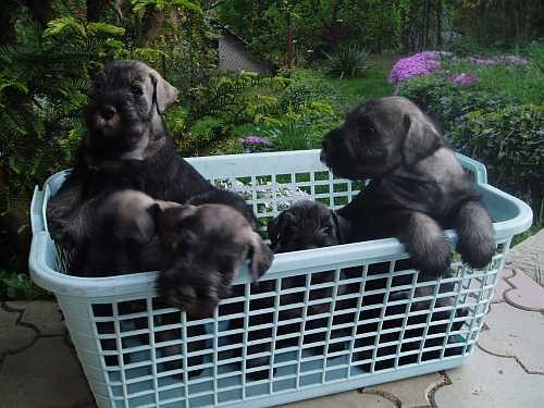 KN�RA� ST�EDN� PEP� A S�L