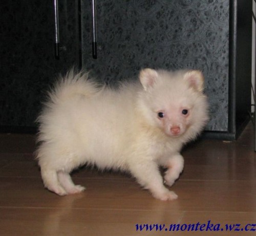 n�meck� �pic mal� 