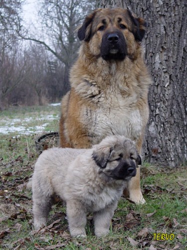 Kavkazsk� pasteveck� pes