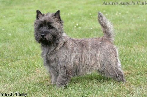 Cairn terier - nab�dka kryt�