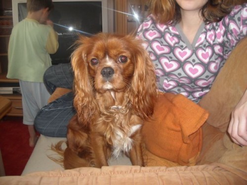 NAB�DKA KRYT� KAVAL�RKA BARVY RUBY BEZ PP