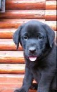 prod�m �t�n�tka labradora