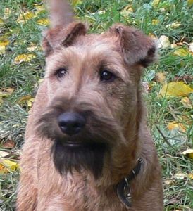 �t��ata irsk�ho teri�ra