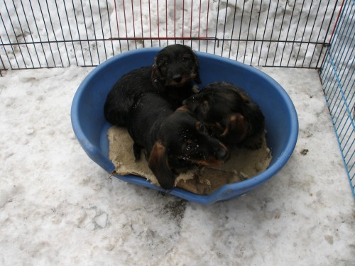 Prod�m ����ata jezev��ka trpasli��ho drsnosrst�ho 