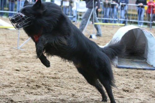 Ven�en� ps� Praha