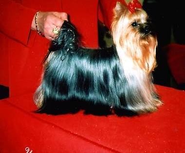 Jork��rsk� terier