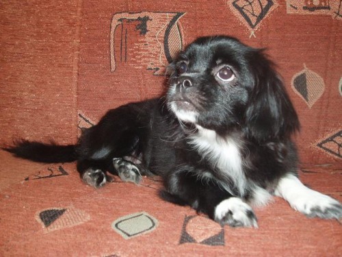 TIBETSK� �PA�L s PP