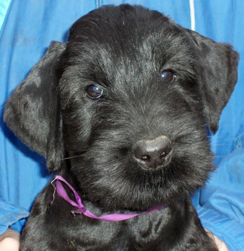 KN�RA� VELK� �ERN�