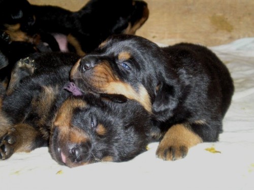 Rotvajler - �t��ata s PP