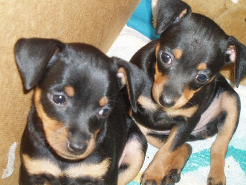 Pra�sk� krysa��k / srn�n� pin�