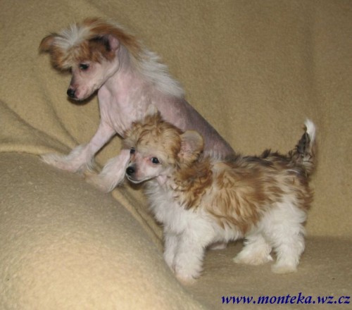 ��nsk� chocholat� pes 